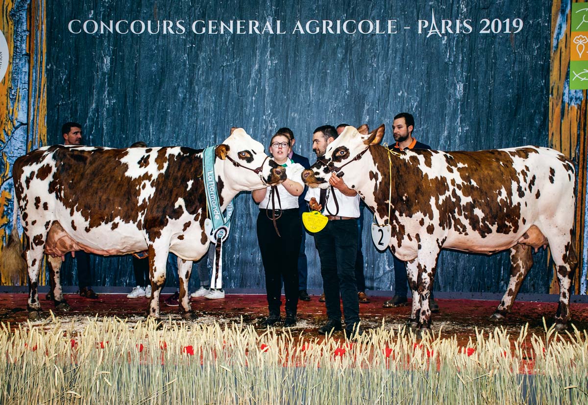 Comme en 2108, Hamilton (Arantilly x Redondo), a été sacrée Grande championne Normande. Elle prend la pose avec Muscade (Eolonne x Uperise), Prix de championnat jeune. - Illustration Normande : Bis repetita pour Hamilton et Djakarta au salon de l’agriculture