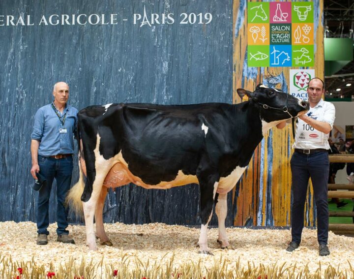 Meilleure mamelle adulte et Premier prix de section chez les 3e lactation, Capjiroise (Atwood x Sanchez) au Gaec Cabon à Plourin (29) a brillé.