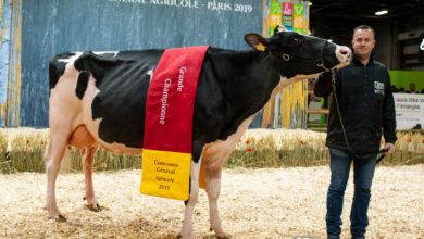 Photo of Prim’Holstein : Harlinda de retour aux affaires