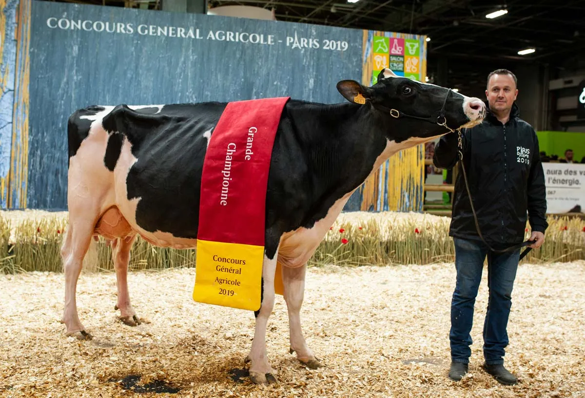 Après 2017, Du Louvion Harlinda (Gold Chip x Pagewire), à la copropriété EARL Lepoint, Gaec Leroy et François Verhille (59), remporte une 2e fois le concours de Paris. - Illustration Prim&rsquo;Holstein : Harlinda de retour aux affaires