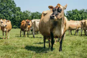 Les Jersiaises se plaisent au pâturage. © Jersiaise France