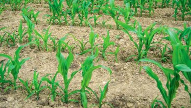 Photo of Maïs : la préparation du sol et semis est une étape essentielle