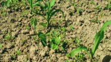 Sur liseron des haies, une application trop précoce d’herbicide à base de dicamba ne permet pas d’obtenir une efficacité suffisante.