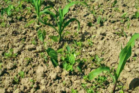 Sur liseron des haies, une application trop précoce d’herbicide à base de dicamba ne permet pas d’obtenir une efficacité suffisante.