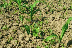 Sur liseron des haies, une application trop précoce d’herbicide à base de dicamba ne permet pas d’obtenir une efficacité suffisante.