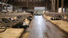 Le matelas Natura est composé d’une mousse en latex qui assure un confort optimal pour les vaches.