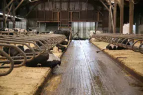 Le matelas Natura est composé d’une mousse en latex qui assure un confort optimal pour les vaches.