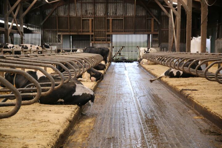 Le matelas Natura est composé d’une mousse en latex qui assure un confort optimal pour les vaches.