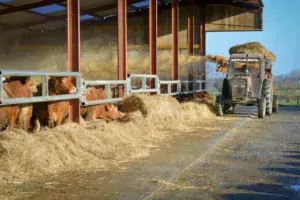 Paillage des Limousines dans le nouveau bâtiment.