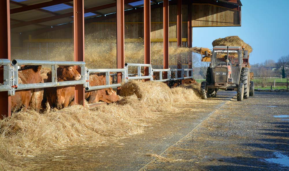 Paillage des Limousines dans le nouveau bâtiment. - Illustration Contention et génétique pour plus de confort