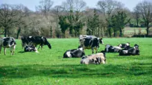 60 hectares, 50 laitières, 1 UTH, un modèle dépassé ?