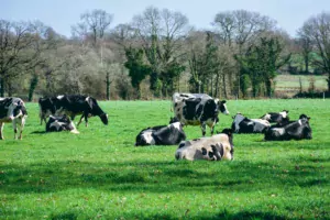 60 hectares, 50 laitières, 1 UTH, un modèle dépassé ?