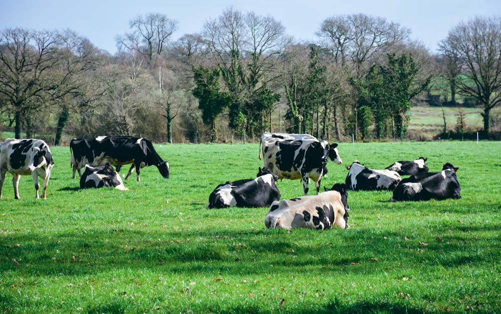 60 hectares, 50 laitières, 1 UTH, un modèle dépassé ? - Illustration Trop petites pour être reprises ?