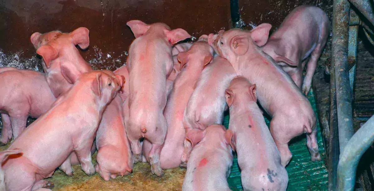 v - Illustration Qualités nutritionnelles des végétaux et de la viande en élevage porcin