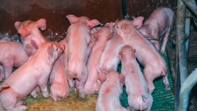 Photo of Qualités nutritionnelles des végétaux et de la viande en élevage porcin