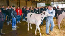 Présentation individuelle des meilleures vaches et génisses.