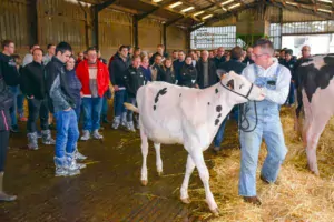 Présentation individuelle des meilleures vaches et génisses.