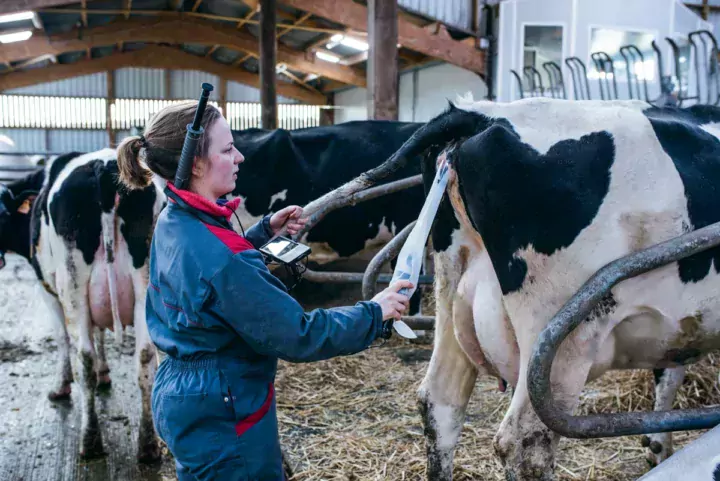 Grâce à son pistolet-caméra, Gabrielle Le Dantec insémine rapidement en s’assurant que la semence a bien passé le col, et ce, sans avoir besoin de passer son autre bras dans le rectum de l’animal.
