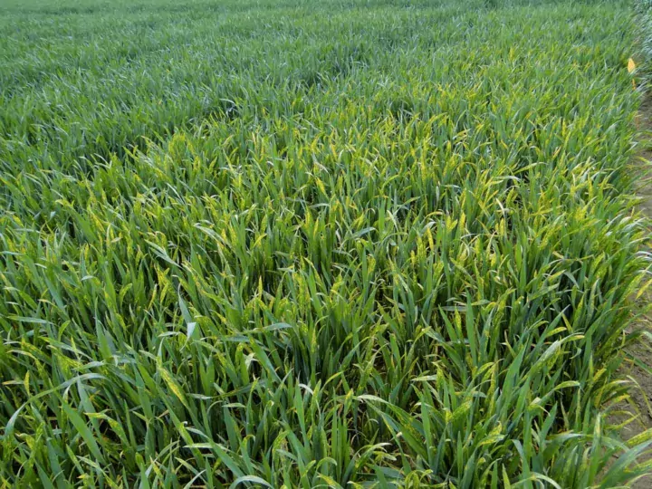 La rouille jaune se manifeste en foyer dans la parcelle.