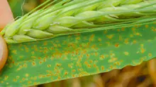 Rouille naine : attaque de rouille naine, des pustules orangées disposées de manière aléatoire et entourée dans halo jaune.