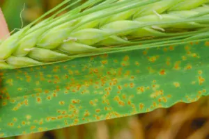 Rouille naine : attaque de rouille naine, des pustules orangées disposées de manière aléatoire et entourée dans halo jaune.