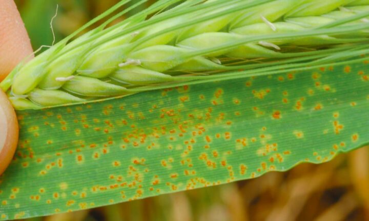 Rouille naine : attaque de rouille naine, des pustules orangées disposées de manière aléatoire et entourée dans halo jaune.