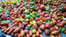 tomate-mexique