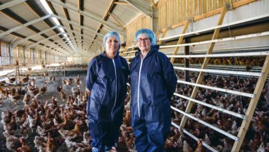 Photo of Passage progressif de 4500 à 12000 poules bio