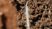 Les racines souterraines sécrètent des exsudats qui appellent les champignons.