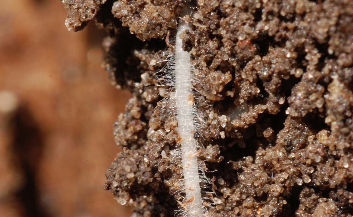 Les racines souterraines sécrètent des exsudats qui appellent les champignons.