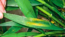 La rouille jaune peut être très agressive sur triticale.