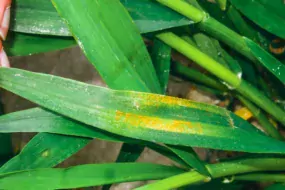 La rouille jaune peut être très agressive sur triticale.