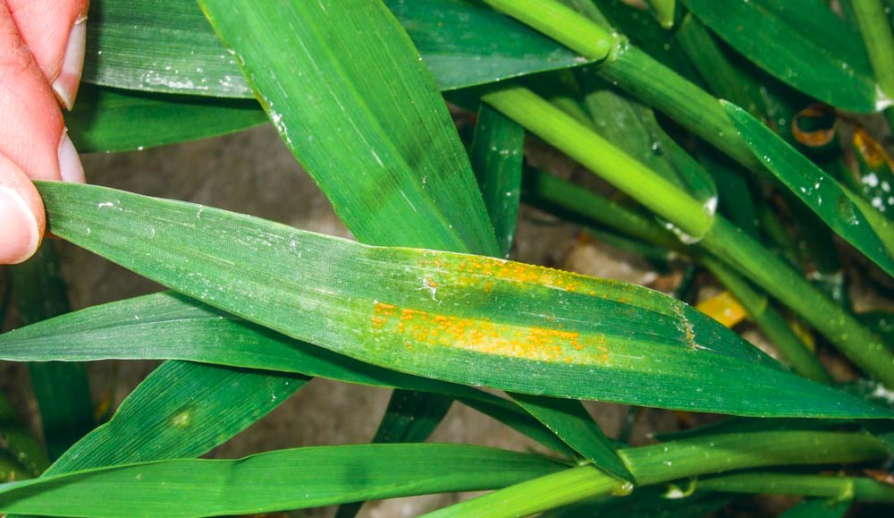 La rouille jaune peut être très agressive sur triticale. - Illustration Triticale : Un traitement suffit le plus souvent