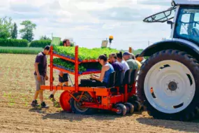 Avec la plantation en mini-mottes, la betterave a une longueur d’avance sur les adventices.