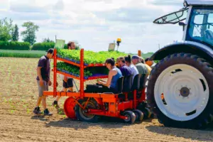 Avec la plantation en mini-mottes, la betterave a une longueur d’avance sur les adventices.