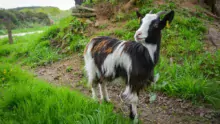 Laëtitia Benoît élève une soixantaine de Chèvres des Fossés à Berrien. Tout le lait est transformé et vendu à la ferme.