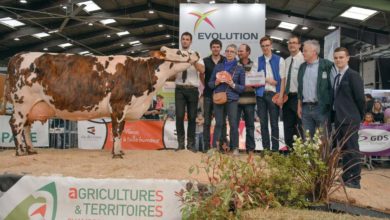 Photo of Foire de Rennes : Victoire pour la Normande Guadeloupe