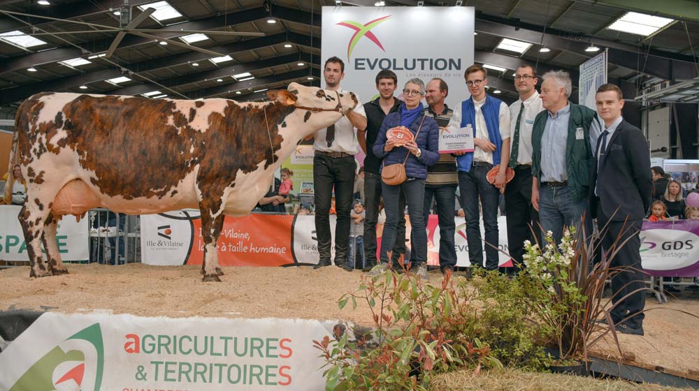 Guadeloupe, appartenant à Hubert Jouault, Championne et Meilleure mamelle adulte du Départemental 2019. - Illustration Foire de Rennes : Victoire pour la Normande Guadeloupe