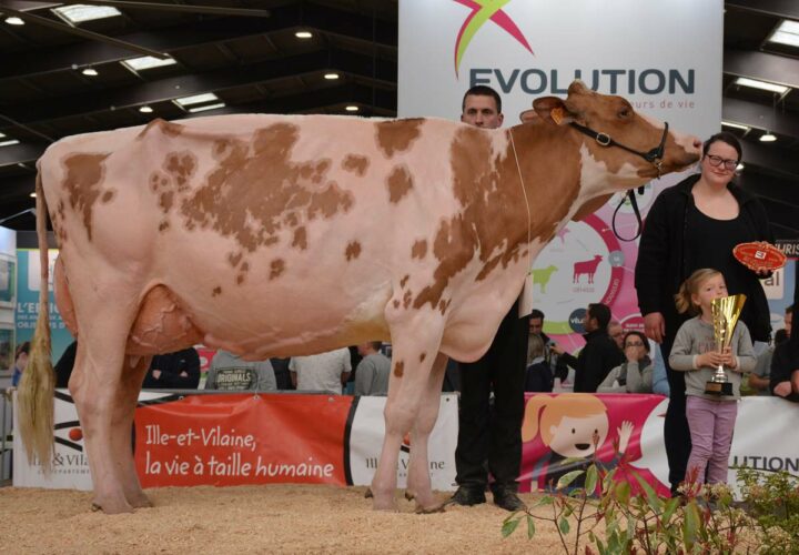 Julianared du Petit Rocher, Championne Red Holstein du concours.