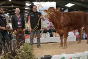 Médée, Meilleur animal du concours limousin 2019.