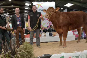 Médée, Meilleur animal du concours limousin 2019.