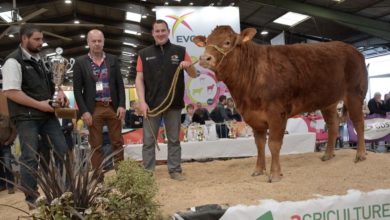 Photo of Foire de Rennes : La crème des bovins en races à viande