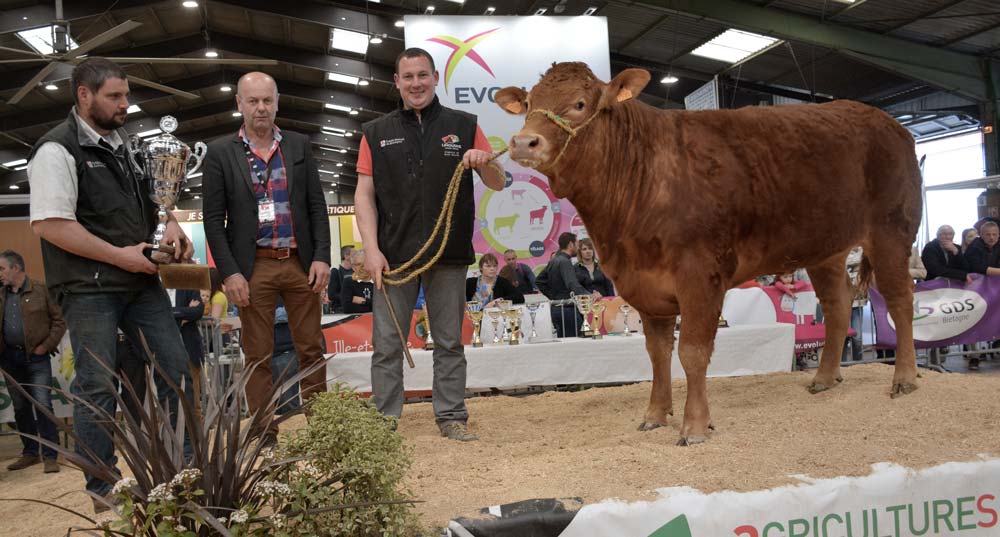 Médée, Meilleur animal du concours limousin 2019. - Illustration Foire de Rennes : La crème des bovins en races à viande