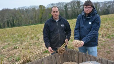 Photo of Miscanthus : Une grande graminée en terre légumière