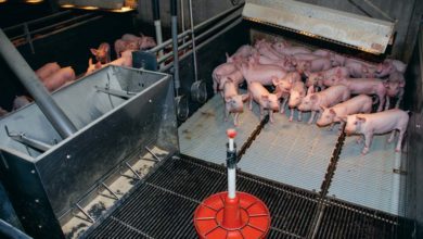 Photo of Le sevrage des porcelets, une aubaine pour les colibacilles