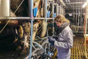 Le « Test pendant la traite » est réalisé sur une dizaine de vaches par un conseiller spécialiste à l’aide d’un appareil spécifique, le « Pulsographe PT 5.