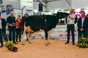 Capj Iroise a séduit le juge pour la qualité de son ossature. « C’est une vache raffinée », a -t-il expliqué.