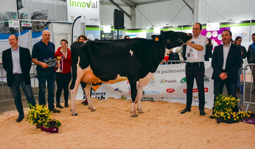 Capj Iroise a séduit le juge pour la qualité de son ossature. « C’est une vache raffinée », a -t-il expliqué. - Illustration Prim’Holstein à Agrideiz : Capj Iroise persiste et signe