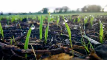 Levée à 25 jours, l’avoine crée un micro-écosystème favorable à l’implantation de la prairie.