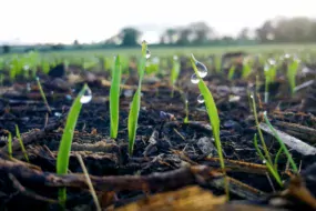 Levée à 25 jours, l’avoine crée un micro-écosystème favorable à l’implantation de la prairie.